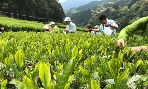 しずおか棚田・里地くらぶ お茶摘み