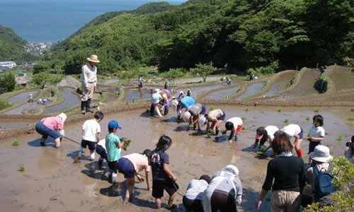 しずおか棚田・里地くらぶ 田植え作業