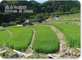 北山の棚田