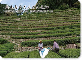 奥長島のだんだん茶畑