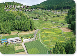 大栗安の棚田