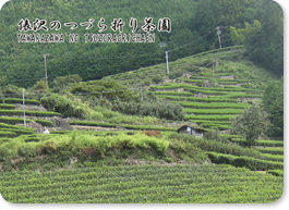 俵沢のつづら折り茶園
