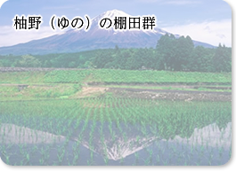 柚野の棚田群