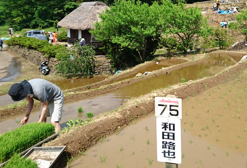 石部の棚田（松崎町）