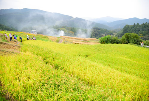 せんがまちの棚田（菊川市）
