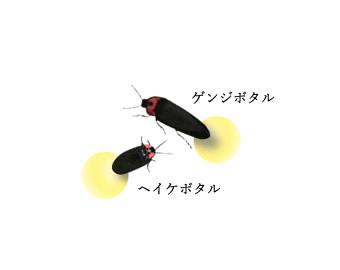 ヘイケボタル、ゲンジボタル