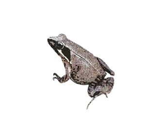 ニホンアカガエル