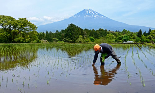 棚田で写真を撮るときのマナー