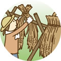 ハザがけ