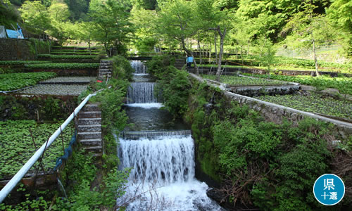 筏場（いかだば）のわさび田