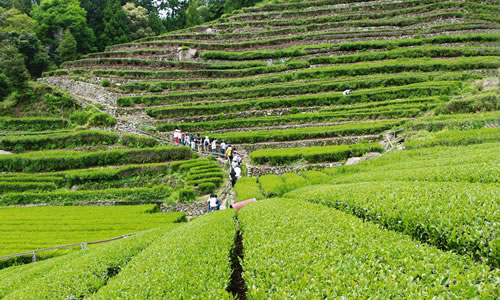 奥長島のだんだん茶畑