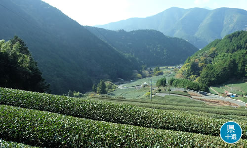 俵沢のつづら折り茶園