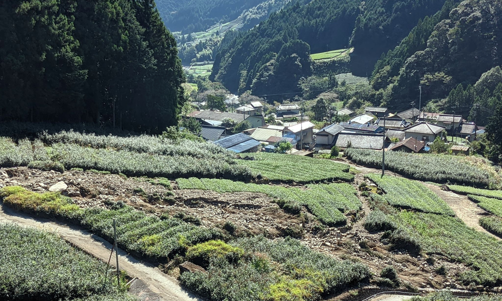 奥長島のだんだん茶畑 台風15号影響