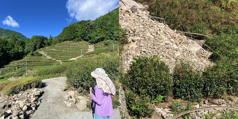 奥長島のだんだん茶畑 土石流