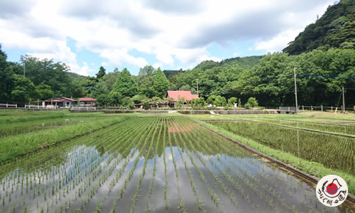 茅野（かやの）の棚田