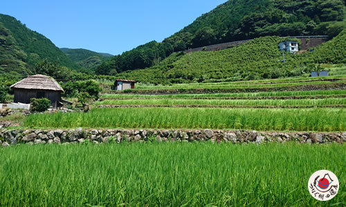 北山（きたやま）の棚田
