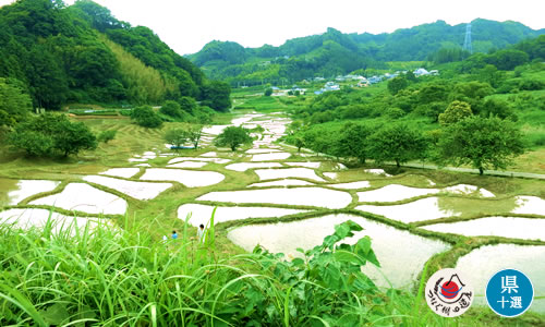 せんがまちの棚田（倉沢）