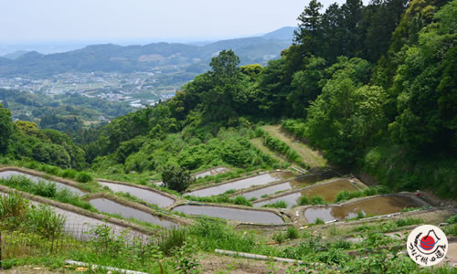 白橿（しらかし）の棚田
