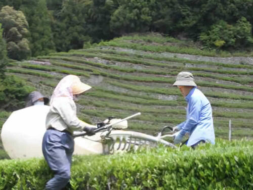 奥長島の茶農家-1