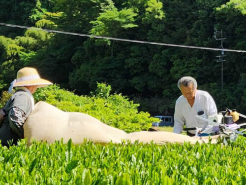 奥長島の茶農家-2