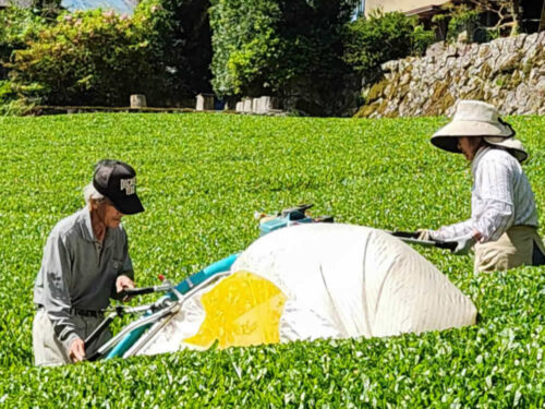奥長島の茶農家-3